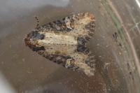 Mesapamea secalella/secalis