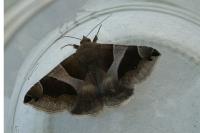 Dysgonia algira
