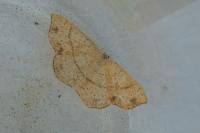 Cyclophora punctaria