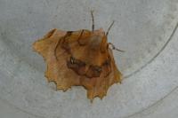 Selenia lunularia