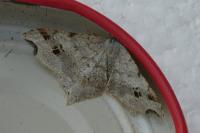 Macaria alternata