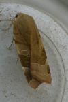Noctua tirrenica