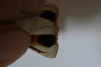 Noctua tirrenica