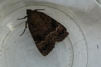 Amphipyra pyramidea/Amphipyra berbera