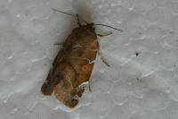 Cosmia affinis