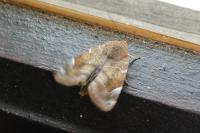 Cosmia affinis