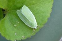 Earias clorana