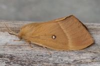 Lasiocampa quercus quercus