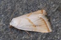Eublemma pura