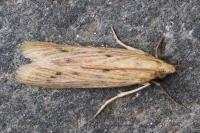Ematheudes punctella