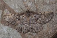 Selidosema taeniolaria