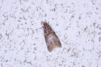 Acrobasis advenella