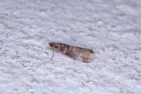 Acrobasis advenella