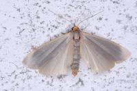 Eilema caniola