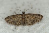 Eupithecia inturbata