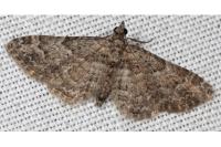 Gymnoscelis rufifasciata