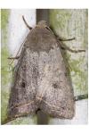 Leptologia lota