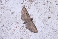 Eupithecia virgaureata