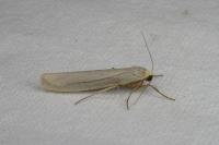 Eilema caniola