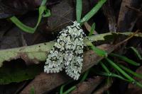 Griposia aprilina