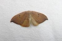 Watsonalla uncinula