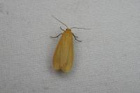 Wittia sororcula
