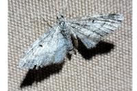 Eupithecia lariciata