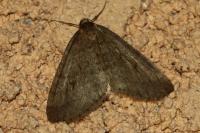 Operophtera