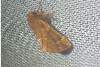 Ptilophora plumigera