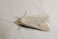 Syrianarpia faunieralis labonnei