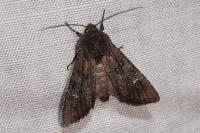 Aporophyla nigra