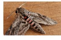 Agrius convolvuli