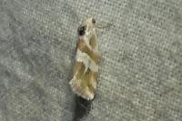 Eublemma elychrysi