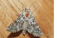 Hecatera corsica