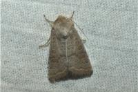 Hoplodrina ambigua/blanda