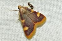 Hypsopygia costalis