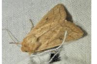 Mythimna vitellina