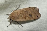 Noctua pronuba