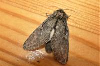 Peridea anceps
