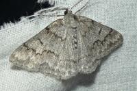 Pseudoterpna coronillaria