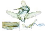 Bostra obsoletalis