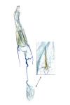 Bostra obsoletalis