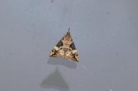 Hypena obsitalis