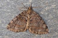 Hydriomena furcata