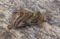 Euchalcia modestoides