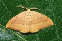 Watsonalla cultraria