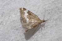 Perizoma alchemillata