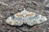 Eupithecia linariata/pulchellata/pyreneata