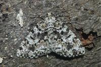Fagivorina arenaria
