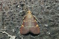 Hypsopygia rubidalis